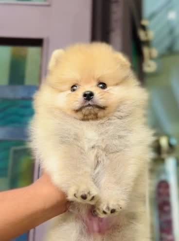 Toy Poodle Puppy, farm video