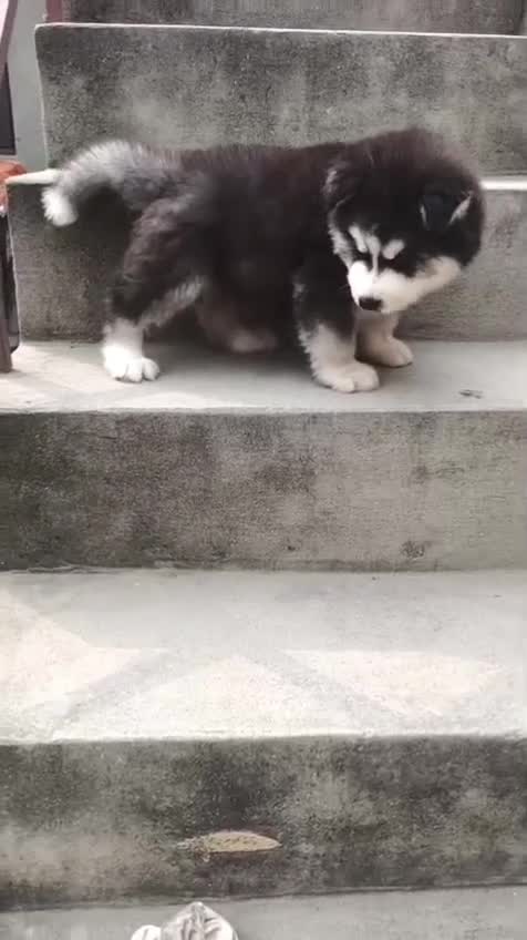 Siberian Husky Puppy | Black & White Color, farm video