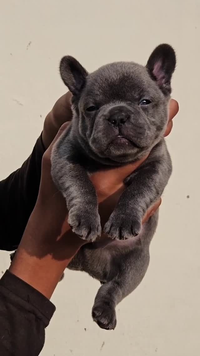 French Bulldog Puppy | Fawn, farm video