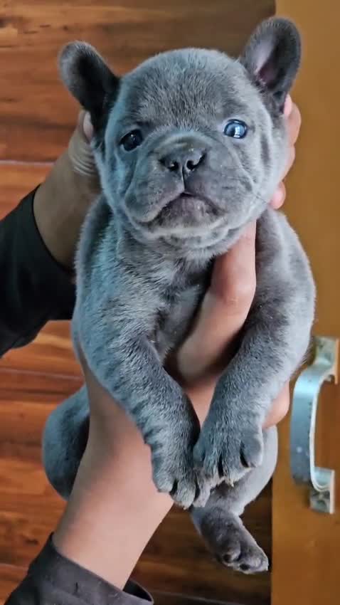 French Bulldog Puppy | Fawn, farm video