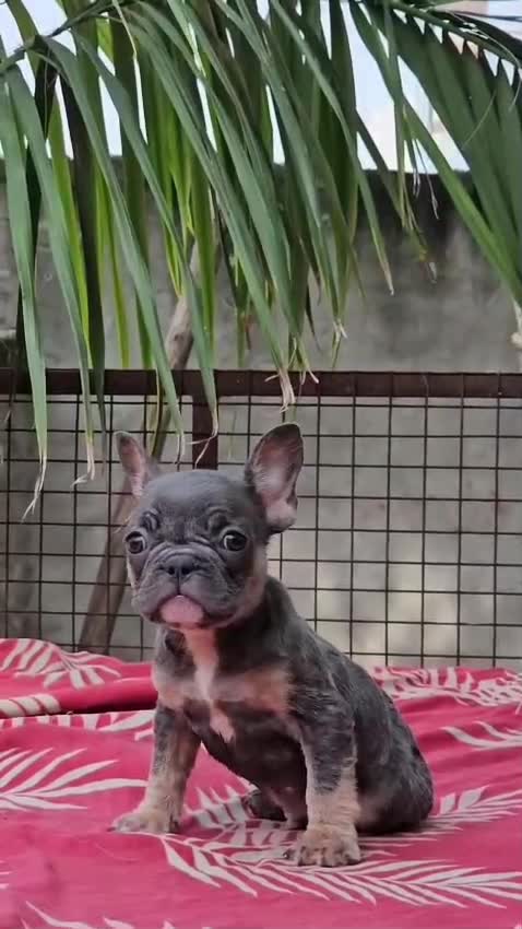 French Bulldog Puppy | Fawn, farm video