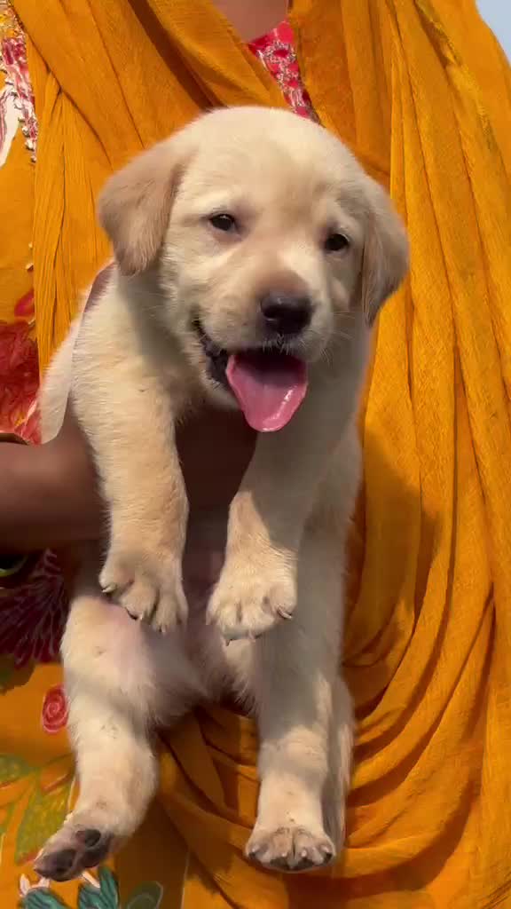 Beagle Black & Tan Puppy, farm video