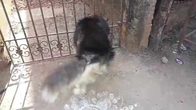 Siberian Husky Puppy | White Color, farm video