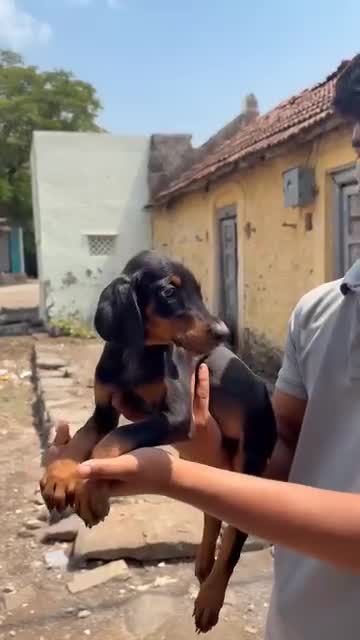 Doberman Pinscher Puppy, farm video