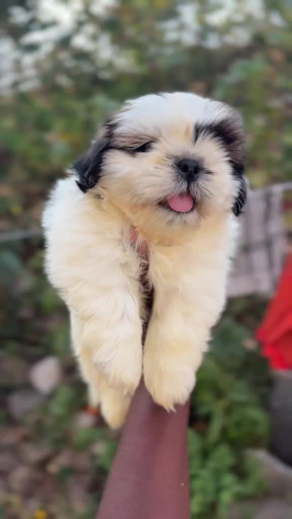Shih Tzu | Black Color, farm video