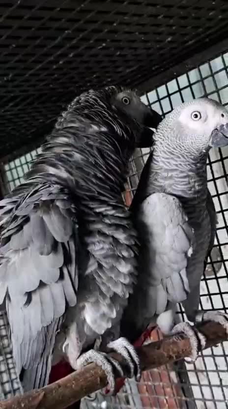 African Grey Parrot, farm video