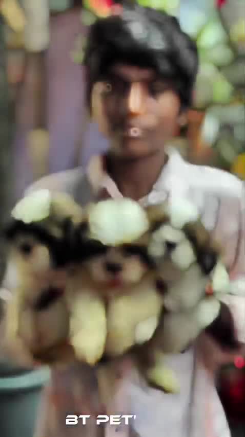 Shih Tzu | Black Color, farm video