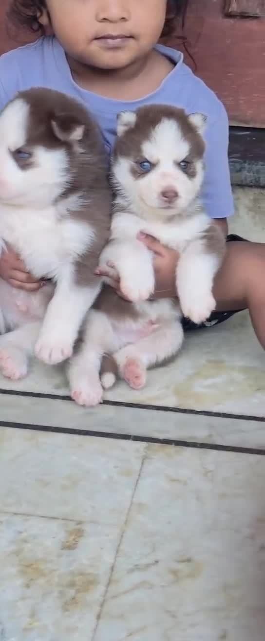 Siberian Husky Puppy | Black & White Color, farm video