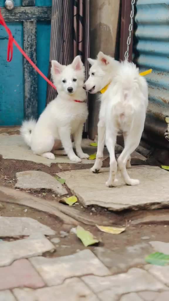 Culture Pom Puppy, farm video