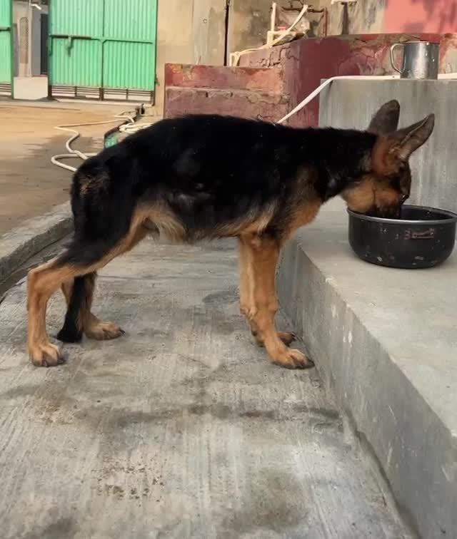 German Shepherd Puppy, farm video