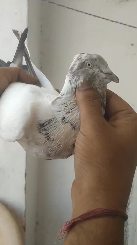 Chotiyal Pigeon, farm video