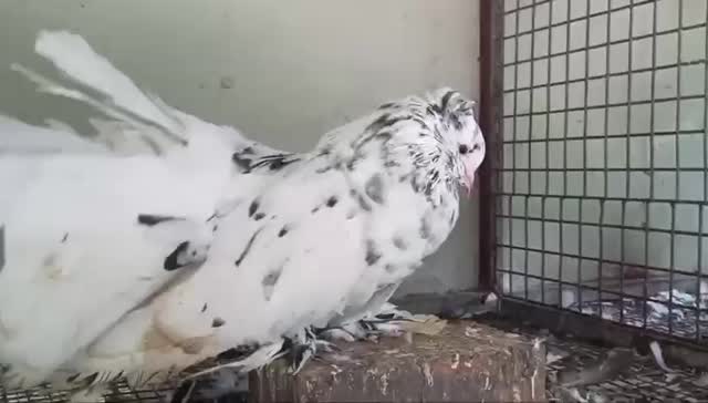 Chotiyal Pigeon, farm video