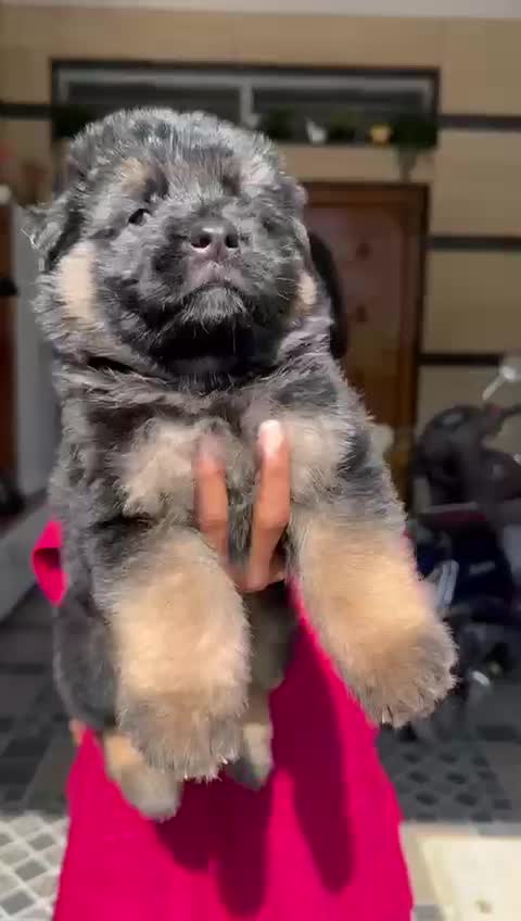 German Shepherd Puppy, farm video