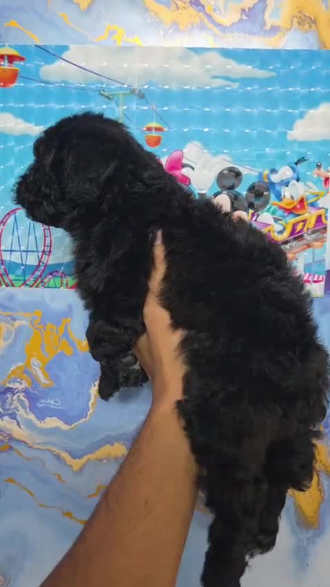 Toy Poodle Puppy, farm video
