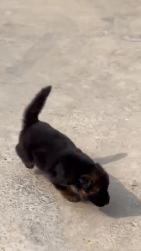 German Shepherd Puppy, farm video