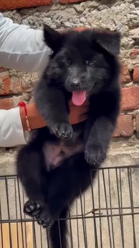 German Shepherd Puppy, farm video