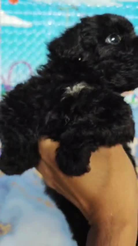 Toy Poodle Puppy, farm video