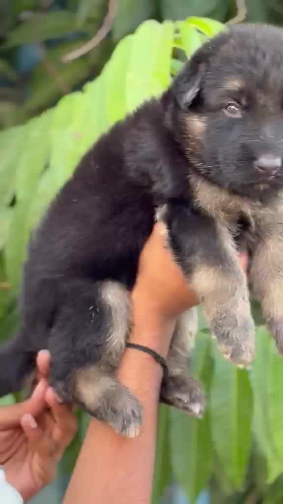 German Shepherd Puppy, farm video