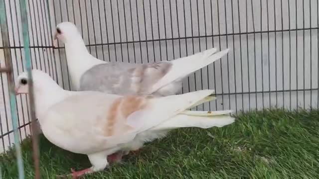 Chotiyal Pigeon, farm video