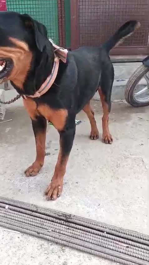 Rottweiler Puppy, farm video
