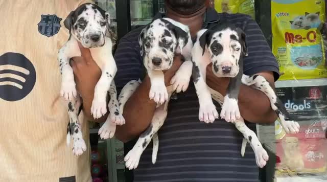 Great Dane Puppy, farm video