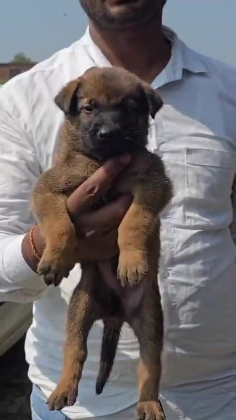 Belgian Malinois Puppy, farm video