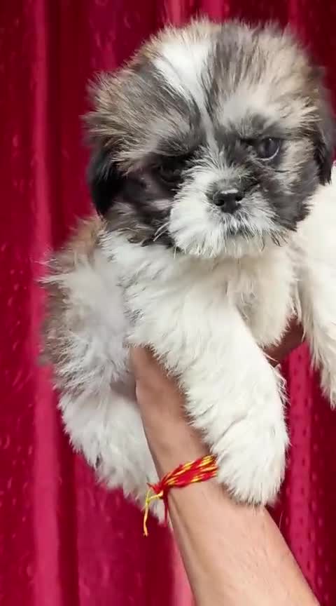 Shih Tzu | Tri Color Puppy, farm video
