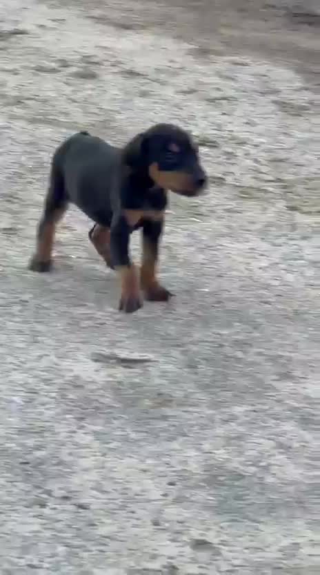 Doberman Pinscher Puppy, farm video