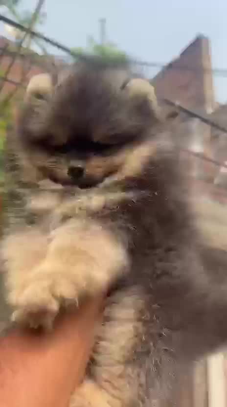 Toy Poodle Puppy, farm video