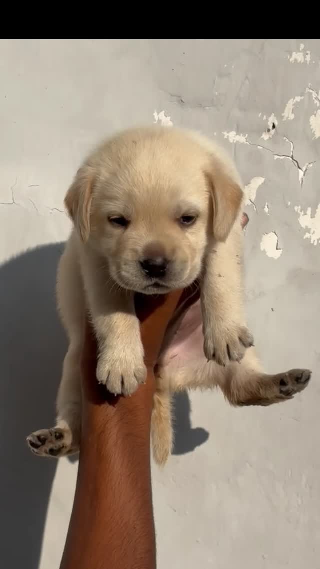 Beagle Black & Tan Puppy, farm video
