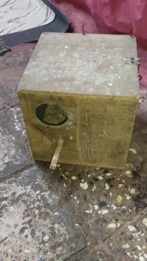 Cockatiels, farm video