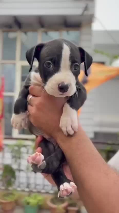 American Bully Pocket Size Puppy, farm video