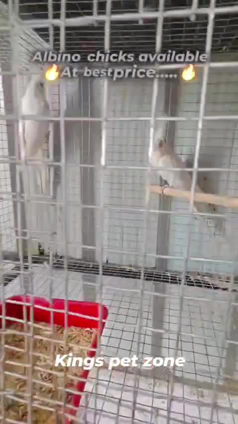 Cockatiels, farm video