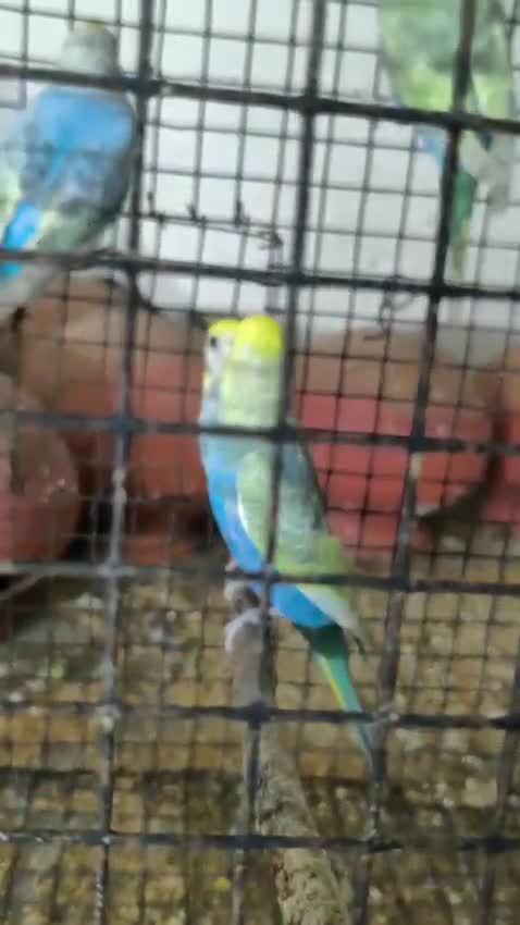 Rat, farm video