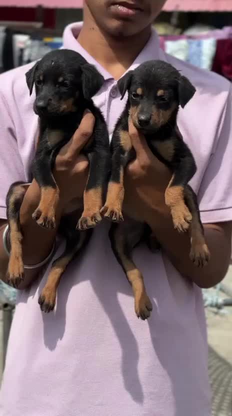 Doberman Pinscher Puppy, farm video