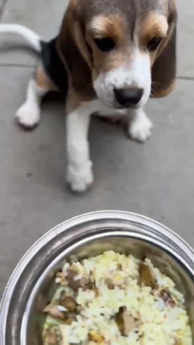 Beagle Black & Tan Puppy, farm video