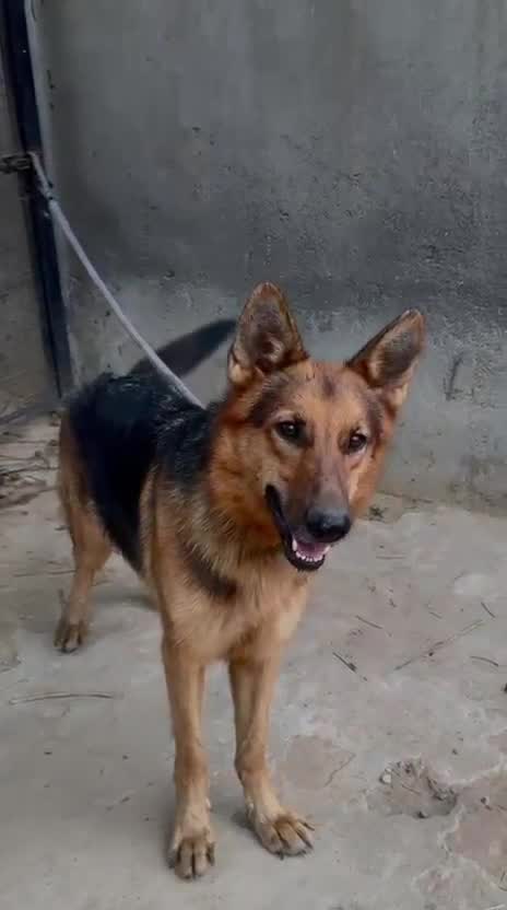 German Shepherd Puppy, farm video
