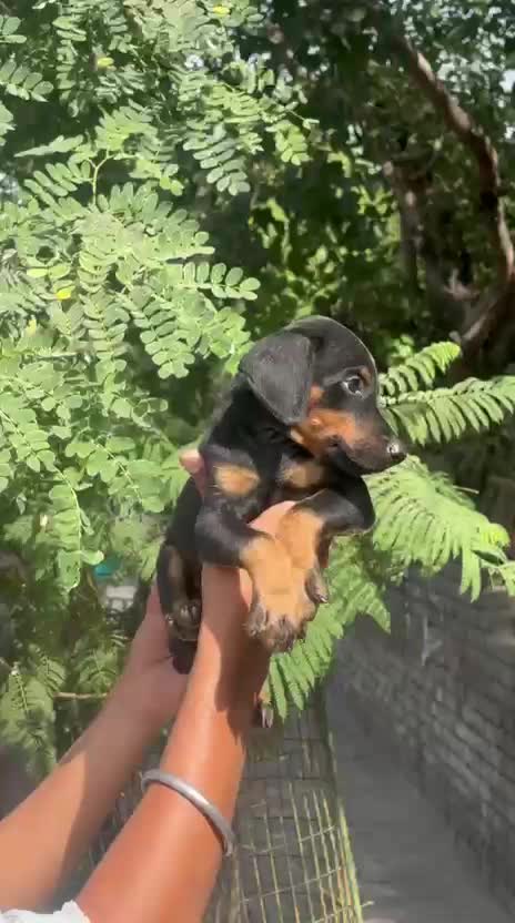 Doberman Pinscher Puppy, farm video