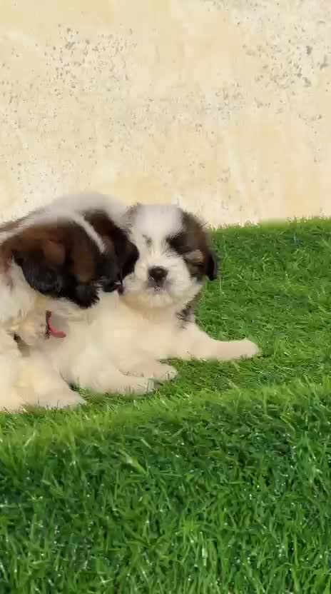 Shih Tzu | Black Color, farm video