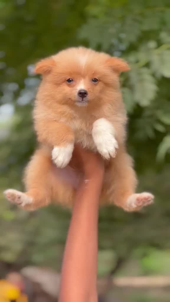 Culture Pom Puppy, farm video