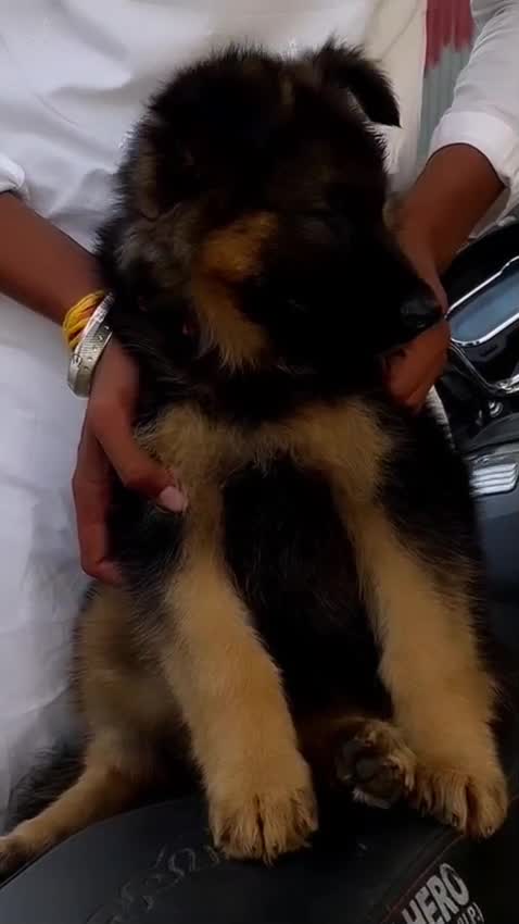 German Shepherd Puppy, farm video