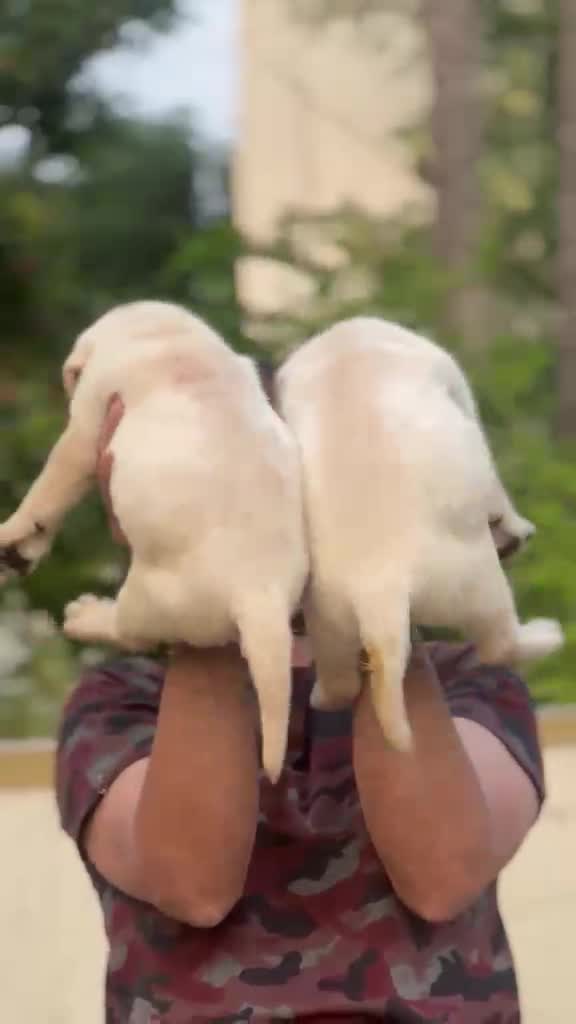 Beagle Black & Tan Puppy, farm video