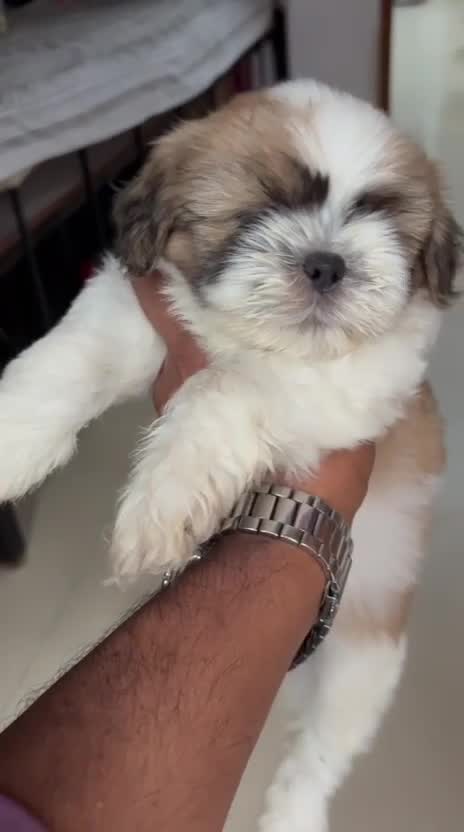 Shih Tzu | Tri Color Puppy, farm video