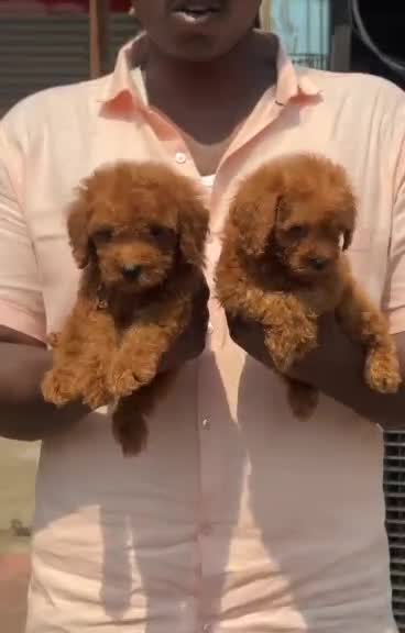Toy Poodle Puppy, farm video
