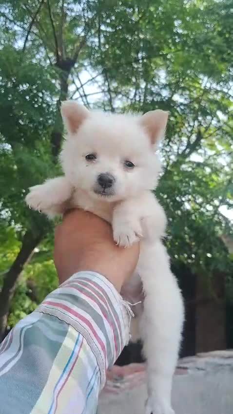 Culture Pom Puppy, farm video