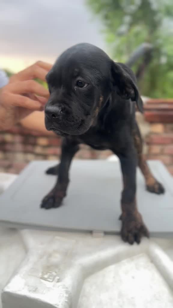 Cane Corso Puppy, farm video