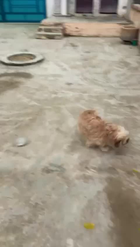Shih Tzu | Black Color, farm video