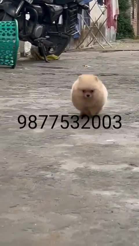 Orignal Toy Pom Puppy | Teacup Pom, farm video
