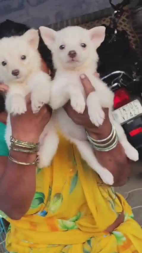 Culture Pom Puppy, farm video