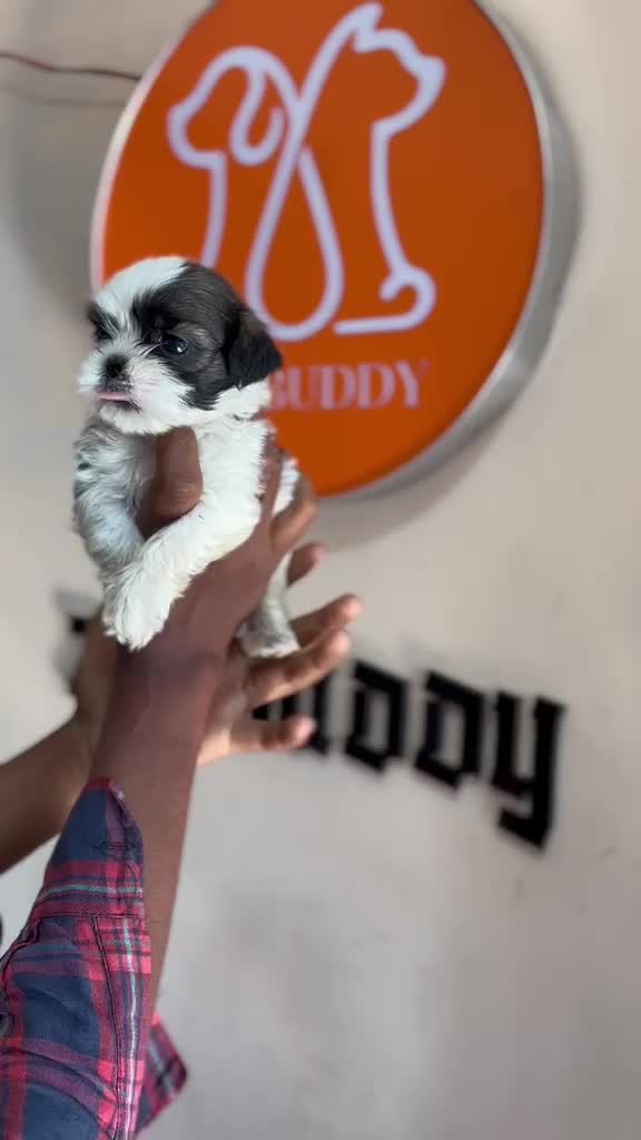 Shih Tzu | Black Color, farm video